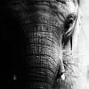 Portret olifant (zwart/wit) van Jacqueline Gerhardt