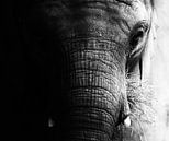 Portrait Elefant (schwarz/weiß) von Jacqueline Gerhardt Miniaturansicht