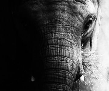 Portret olifant (zwart/wit)