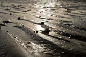 Muschel in der Morgensonne am Strand