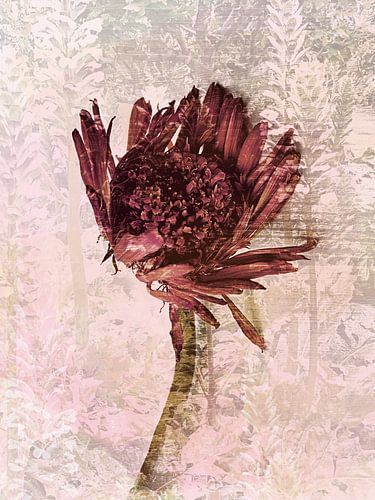 Blüte im Akanthusmeer von A perfect day studio