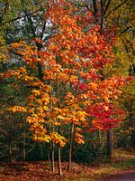 herfst 33