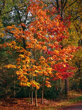 herfst 33 van snippephotography