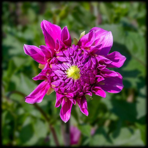 Paarse dahlia bloem van Leopold Brix