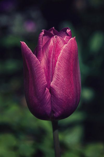 Wijnrode Tulp van MMFoto