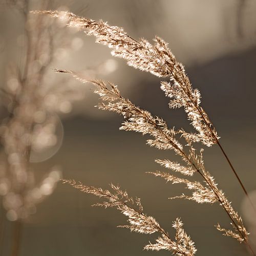 Wintergras in het kalme ochtendlicht