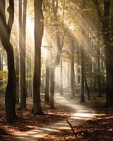 Misty forest path with sun harps