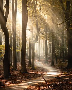 Mistig bospad met zonneharpen