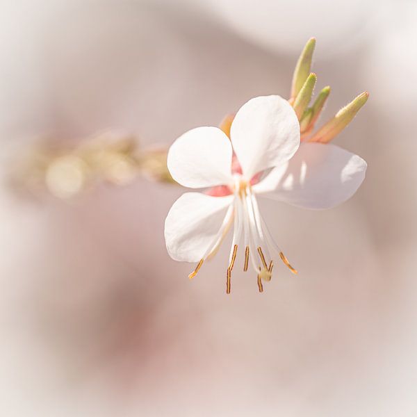 Petite fleur blanche de printemps avec étamines  par Dafne Vos