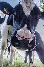 Kuh von MaxDijk Fotografie shop