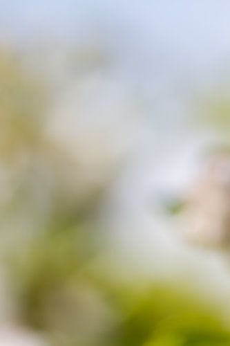 Soft focus in green II by QEIMOY