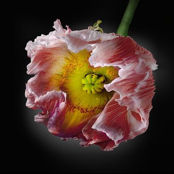 Poppies Escape No 01 van Jo van den Berg