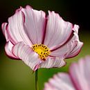 Dramatic red and white flower of the Cosmos plant by Daan Hartog thumbnail