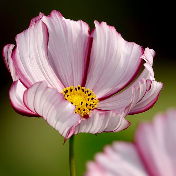 Dramatic red and white flower of the Cosmos plant by Daan Hartog