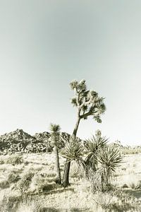 Vintage Joshua Tree von Melanie Viola