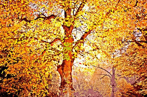 a beech tree in the autumn sunshine mixed media