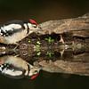 Great Spotted Woodpecker by Tom Smit
