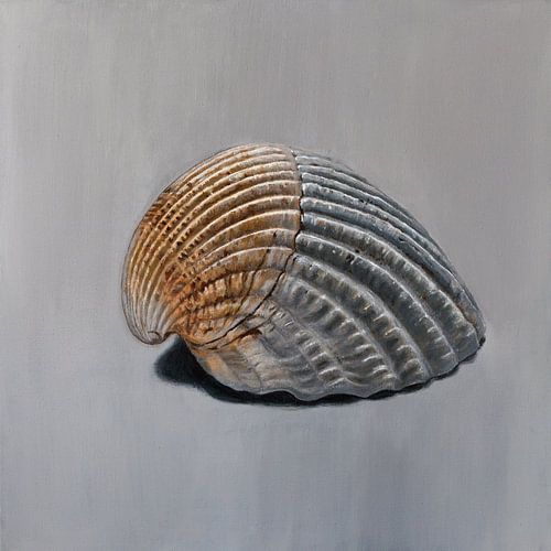 Fibonacci was here - schilderij van een schelp