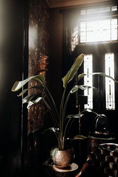Botanische print van plant | Fotografie Art Print van Linn Fotografie