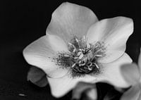 Analoge bloem