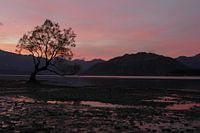 Wanaka tree