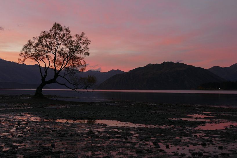 Wanaka tree by Mark Sebregts