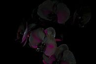 Orchidee met paarse gloed. van Rens Kromhout thumbnail