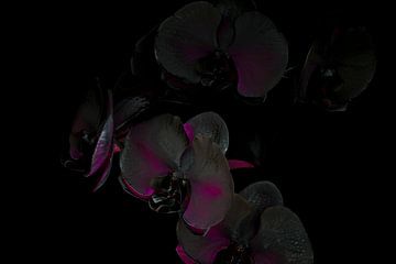 Orchidee met paarse gloed. van Rens Kromhout