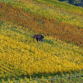 Vineyards near Stuttgart by Walter G. Allgöwer