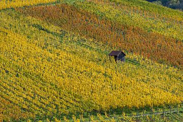 Vineyards near Stuttgart by Walter G. Allgöwer
