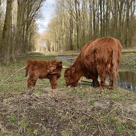 Schotse Hooglander met kalf van Patricia van den Bos