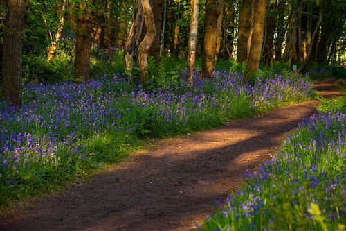 Walking in the last light