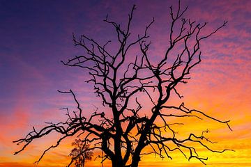 Zonsondergang op de Veluwe van Martijn Schruijer