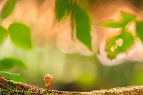 kleurrijke paddenstoel in herfstsferen