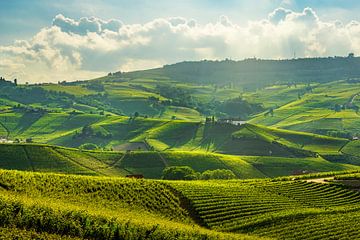 Langhe Wijngaarden. Barolo heuvels, Piemonte, Italië Landschap van Stefano Orazzini