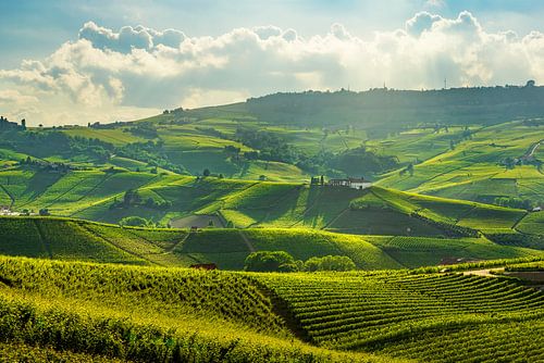 Langhe Wijngaarden. Barolo heuvels, Piemonte, Italië Landschap