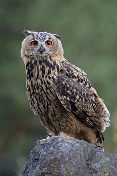 Eurasian Eagle Owl  *Bubo bubo* van wunderbare Erde