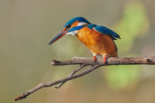 IJsvogel
