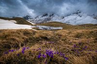 ATMOSPHERIC ALPINE FLOWERS