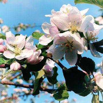 Apple blossoms 2 by Kay Weber