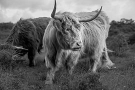 Les Highlanders écossais