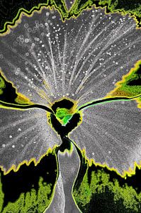 Pineal Expansion
