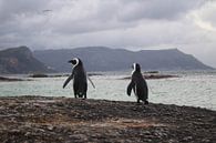 Pinguïns (Zuid-Afrika) by Danae Looman thumbnail
