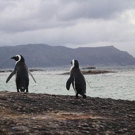 Pinguïns (Zuid-Afrika) by Danae Looman