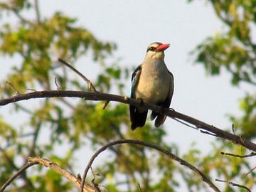 Ijsvogel in de bomen van Afrika van Kim van de Wouw