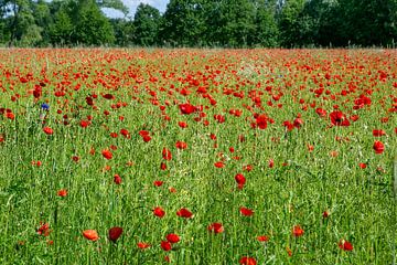 Klaprozenveld in de omgeving van Eindhoven van Michelle Peeters