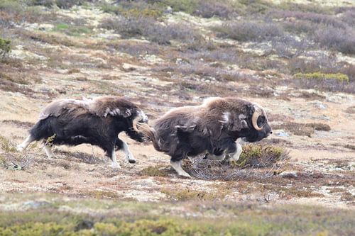 Muskusos Dovrefjell, Noorwegen