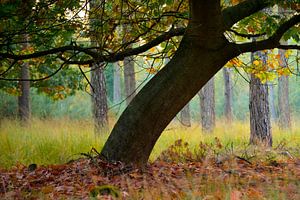 Strabrechtse Heide 261