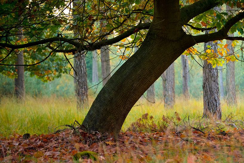 Strabrechtse Heide 261 by Deshamer