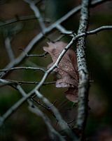 Autumn leaves